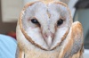 A bruised  White Owl at Town Hall gets all the care
